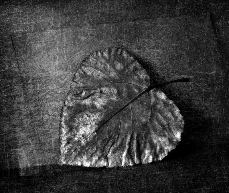 Лист.. фото превью