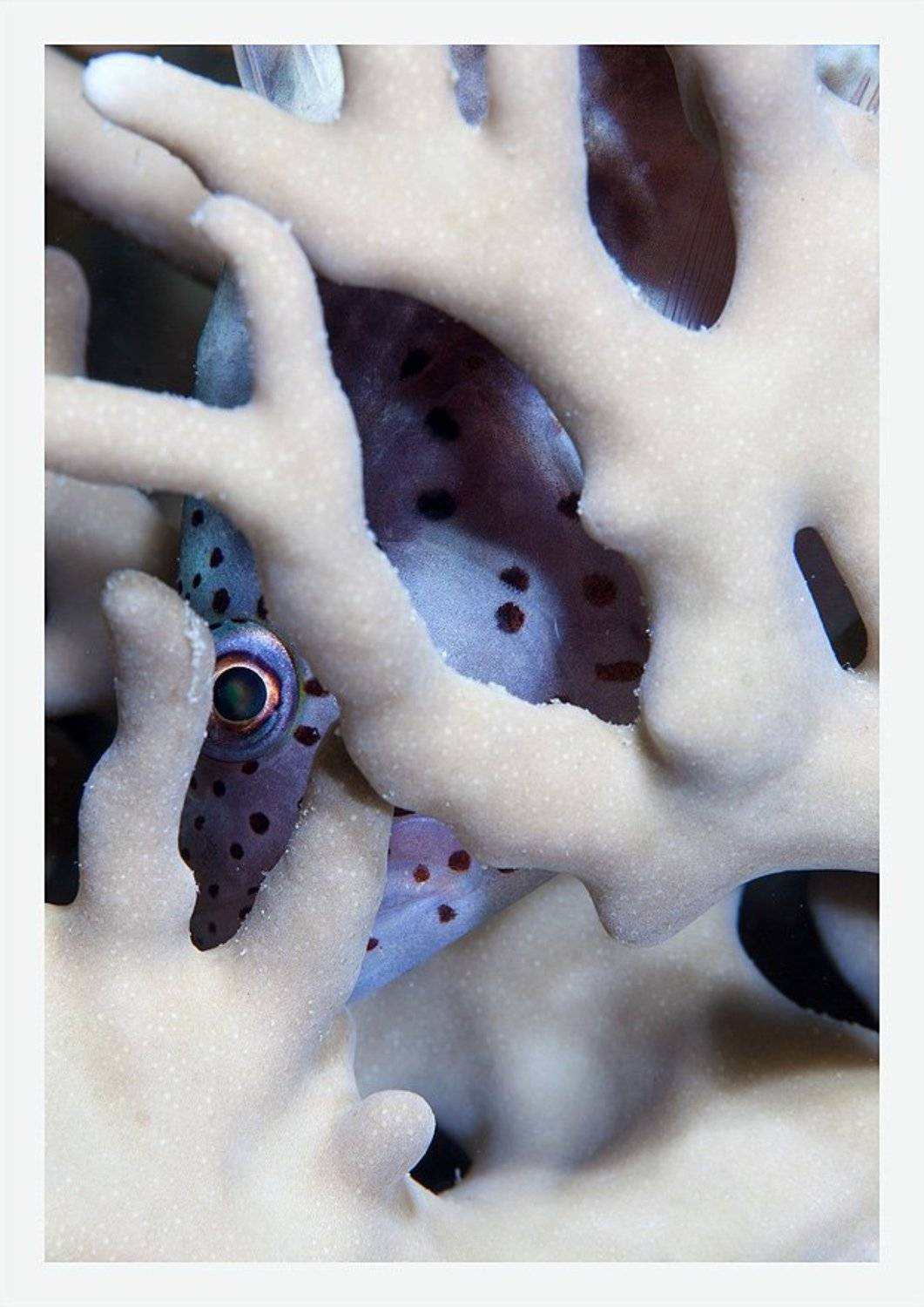 страх, коралл, ночь, глаз, Нарчук Андрей