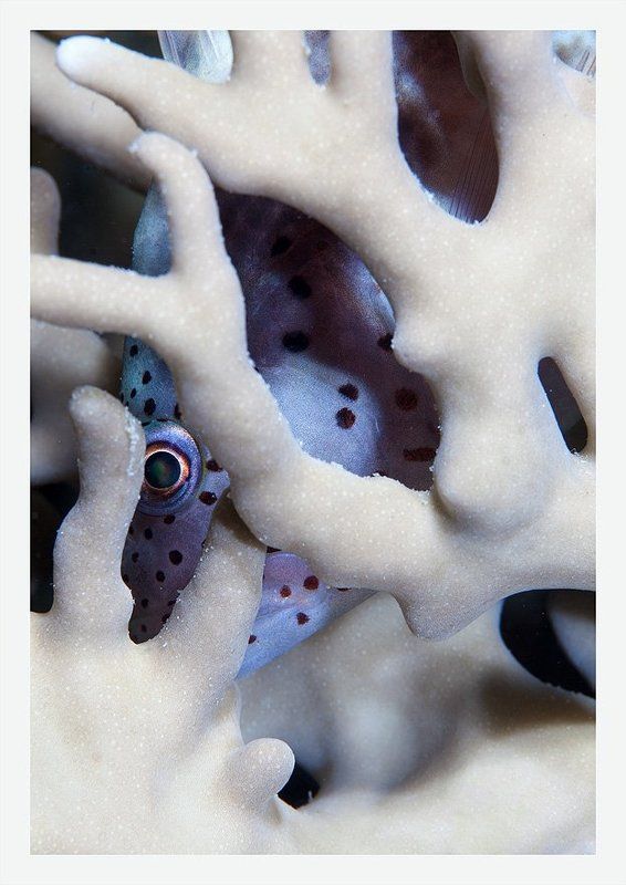 страх, коралл, ночь, глаз Страх фото превью