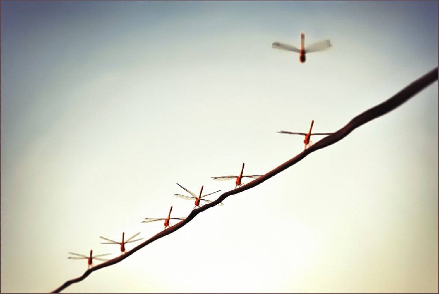 , Борис Пирог