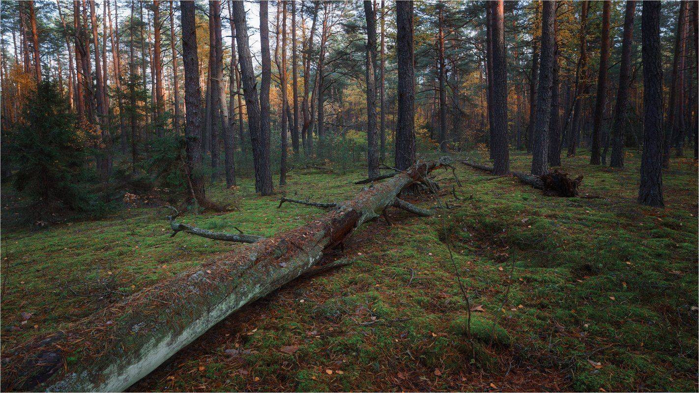 , Михаил Кушнер