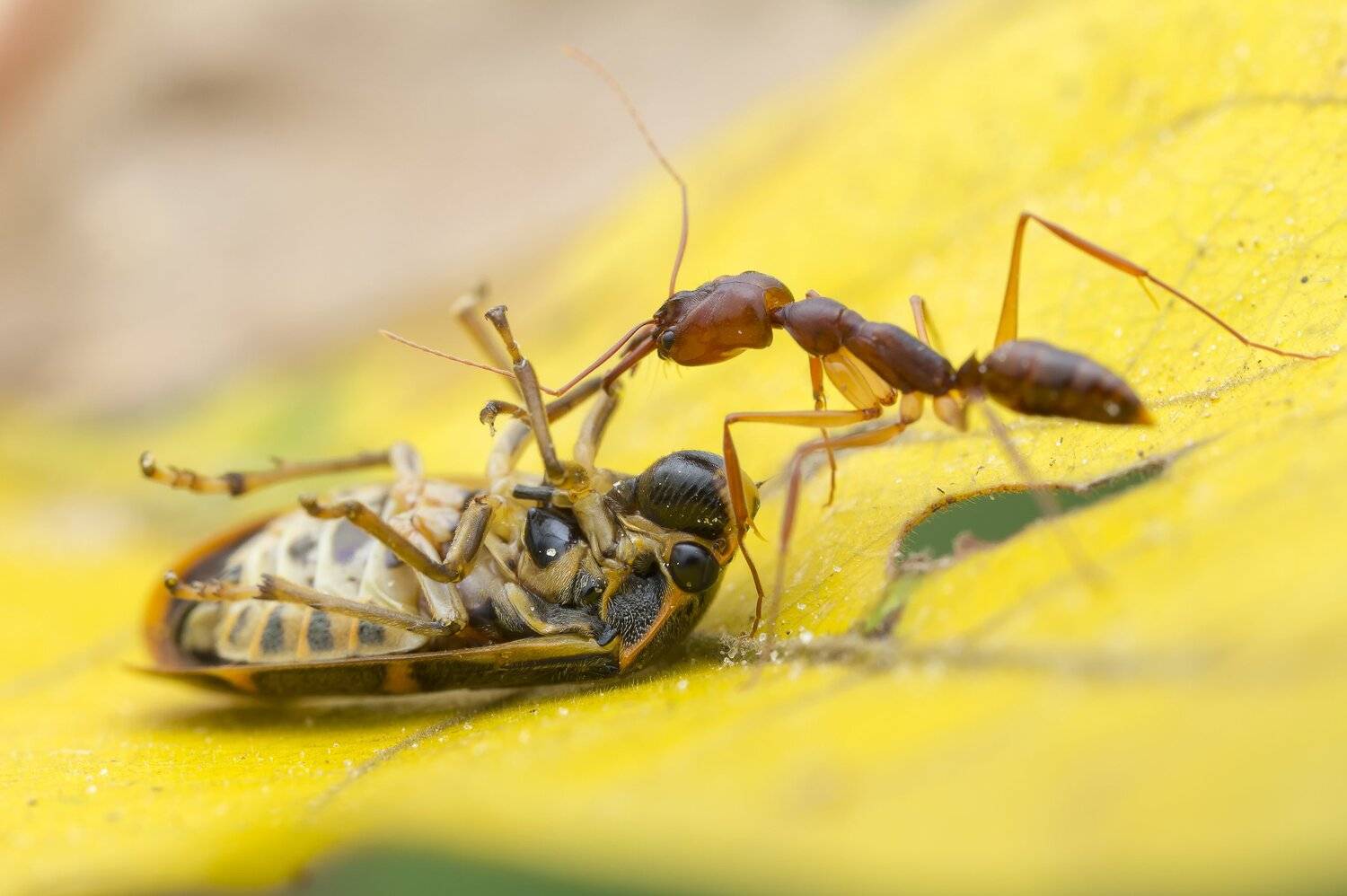 #ant#macro#colors, Choo How Lim