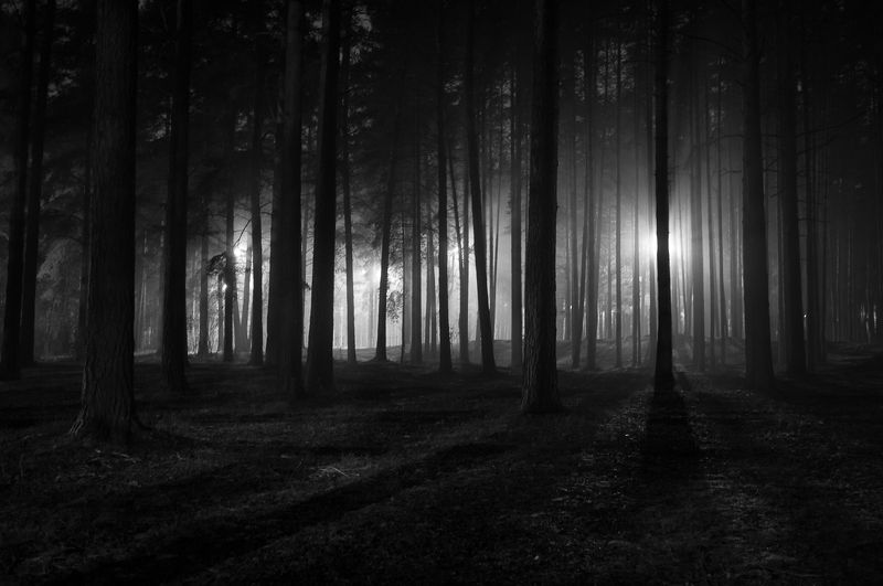 фото, природа, лес, дубна, россия Прогулки в тумане фото превью