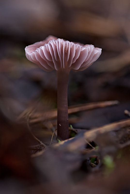 Осенние причуды фото превью