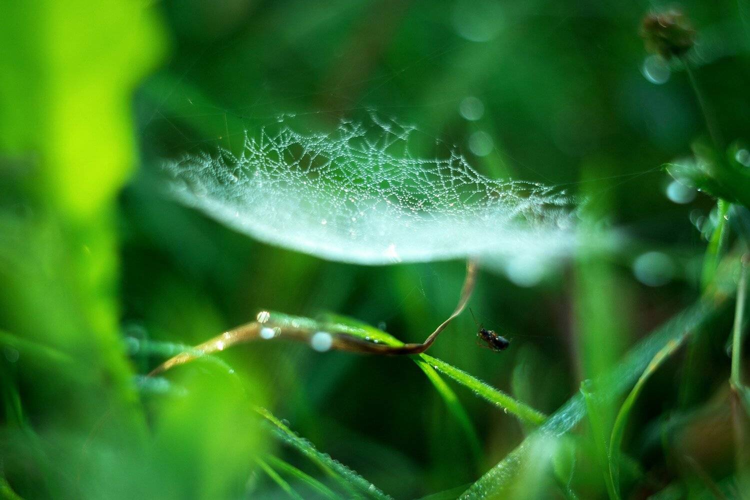 , Анастасия Павловская