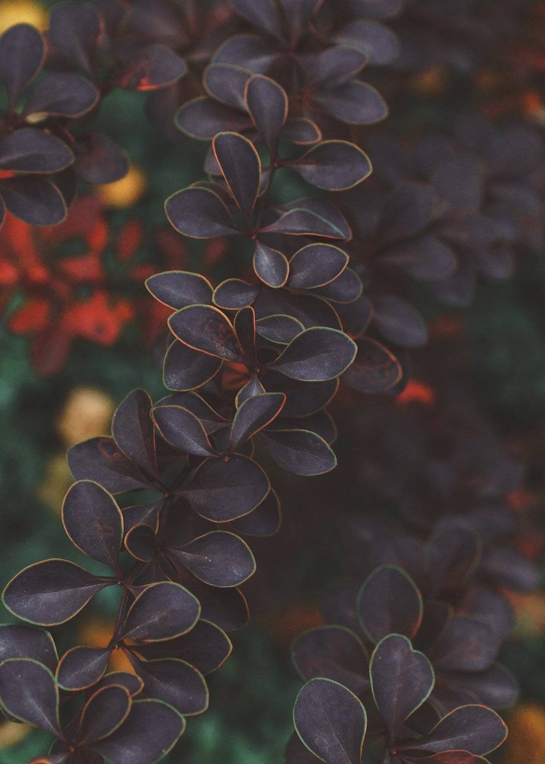 , Астрид Екатерина