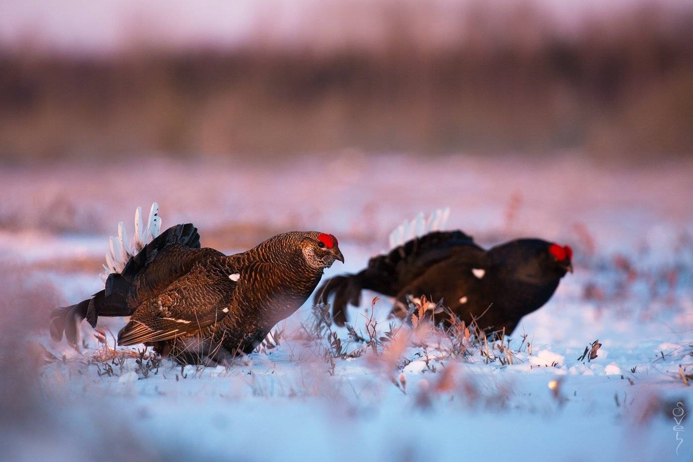 тетерев, тетеревиный ток, Байбекова Светлана