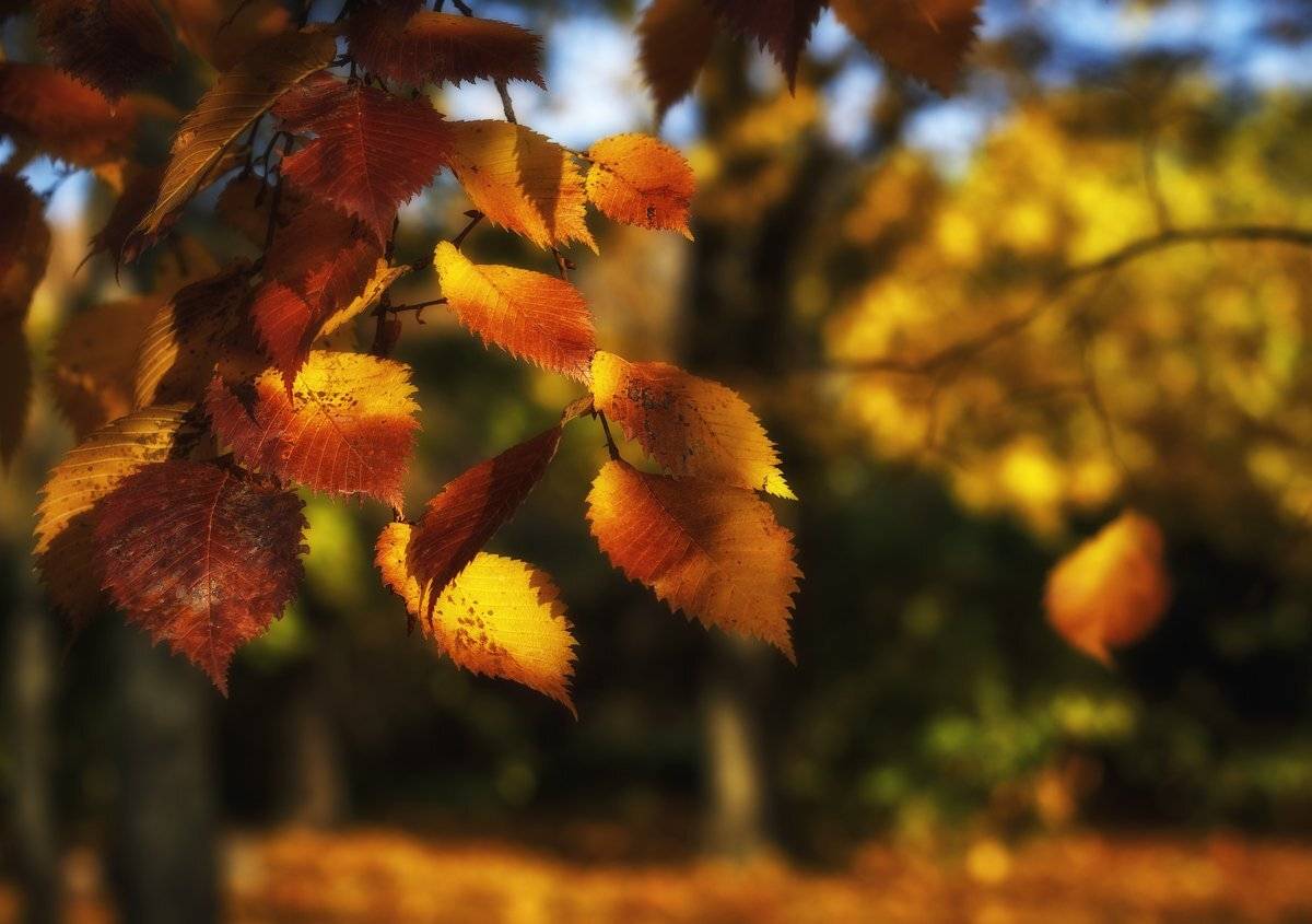 Краски осени., Юрий Чернов