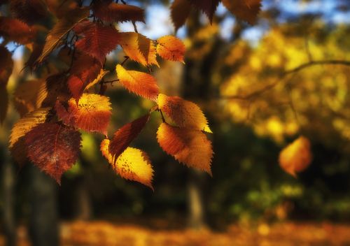 Краски осени.