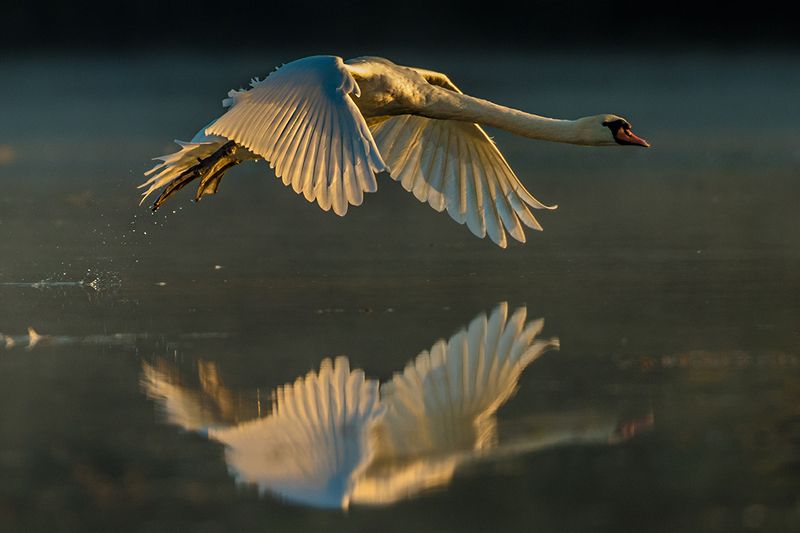 Cygnus фото превью