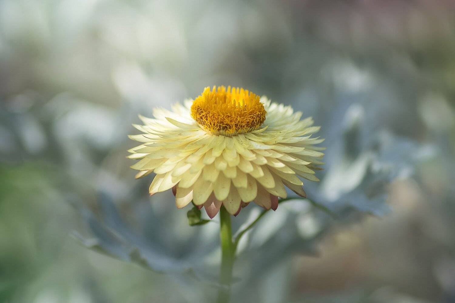 , Шинкарева Елена