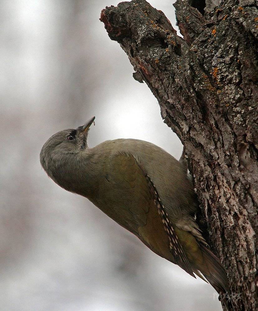 животные птицы седой дятел осень, Шангареев Марс