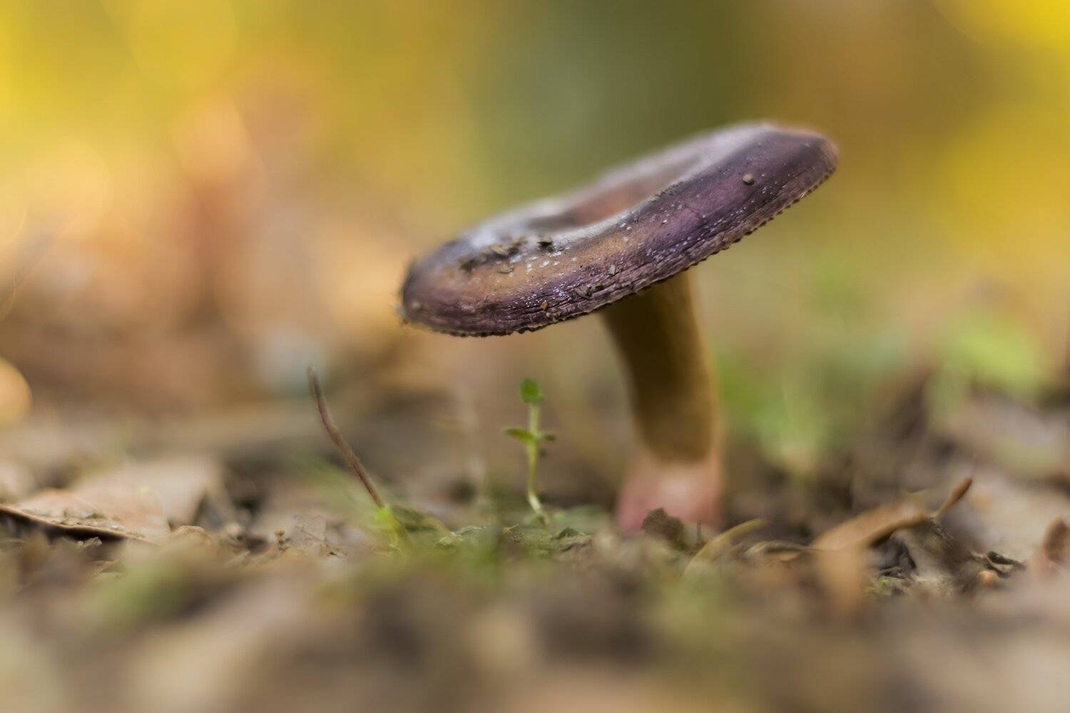 autumn, color, small, mushroom, nature, beautiful, Antonio Coelho