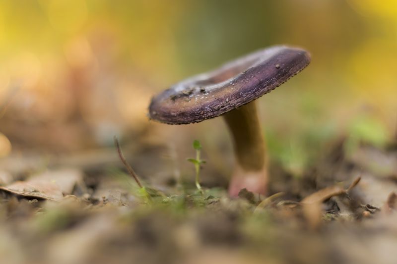autumn, color, small, mushroom, nature, beautiful Autumn Colors фото превью