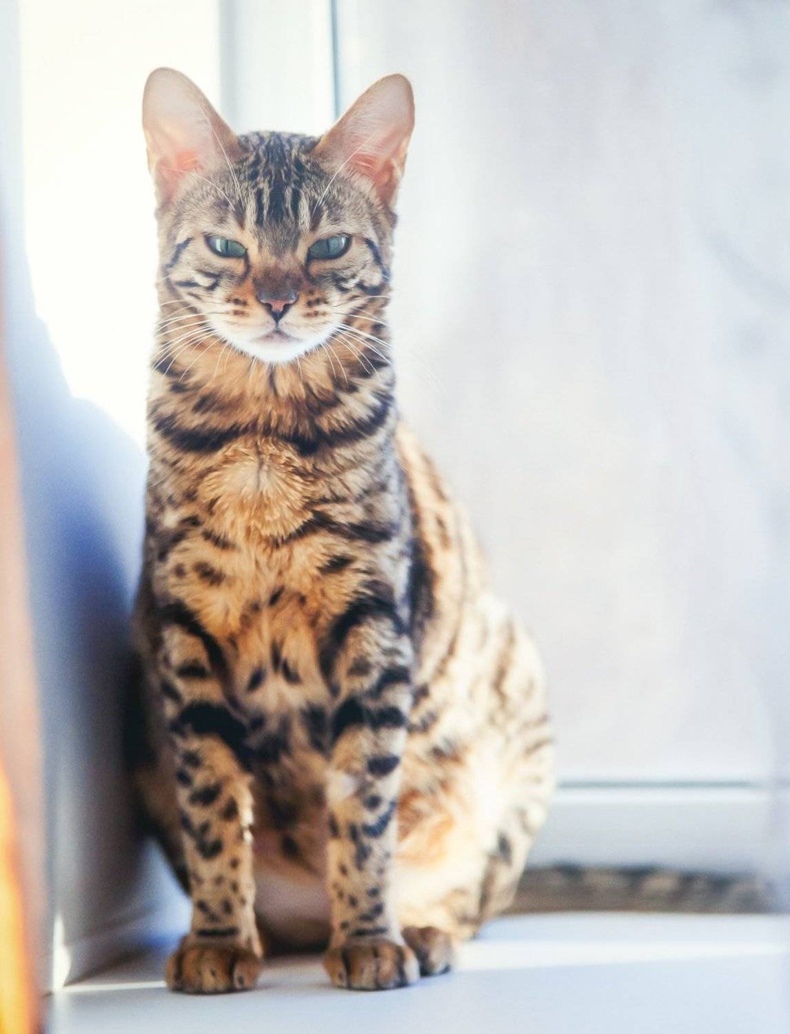 mr.filler, Николай