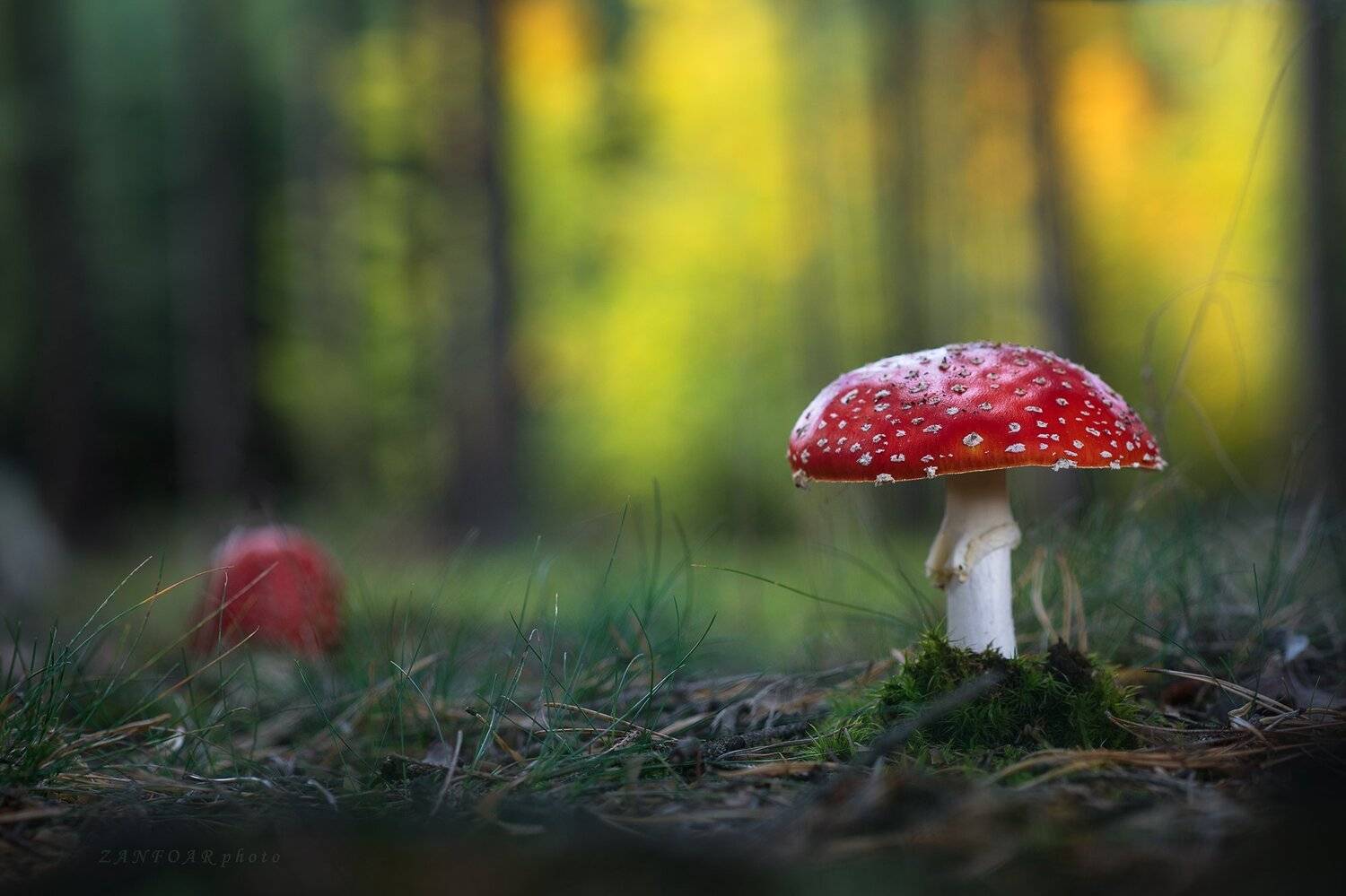 amanita muscaria,fly agaric,fly amanita,мухомор,mushroom,macro,forest,autumn,zanfoar,czech republic,nature,чехия, Zanfoar