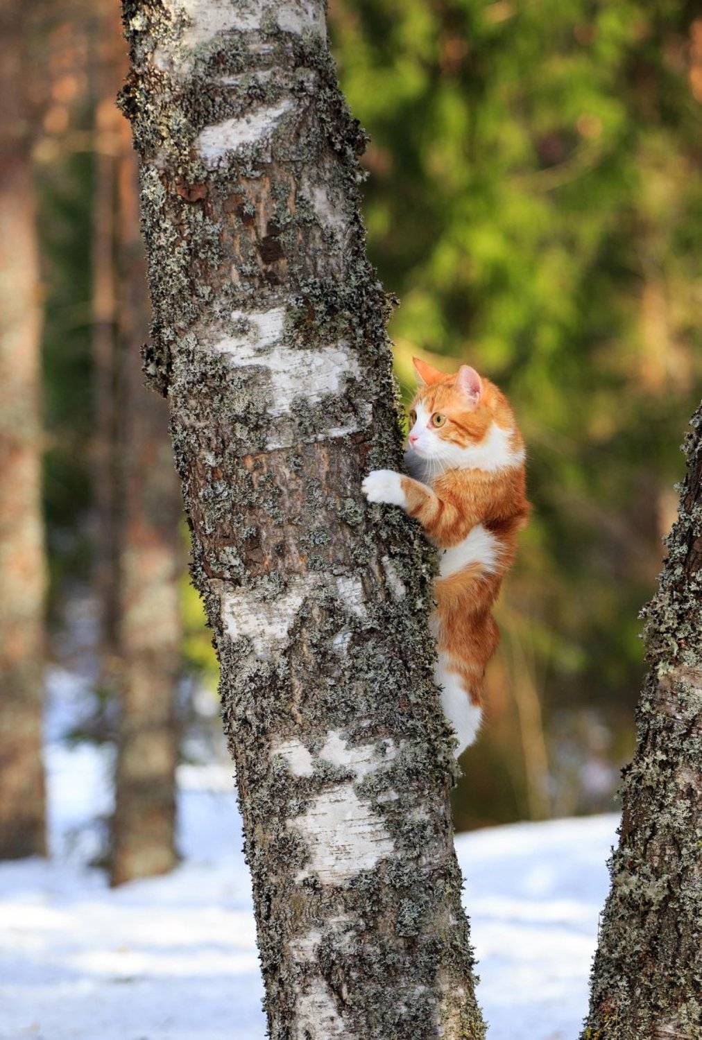 , Тимофей Шутов