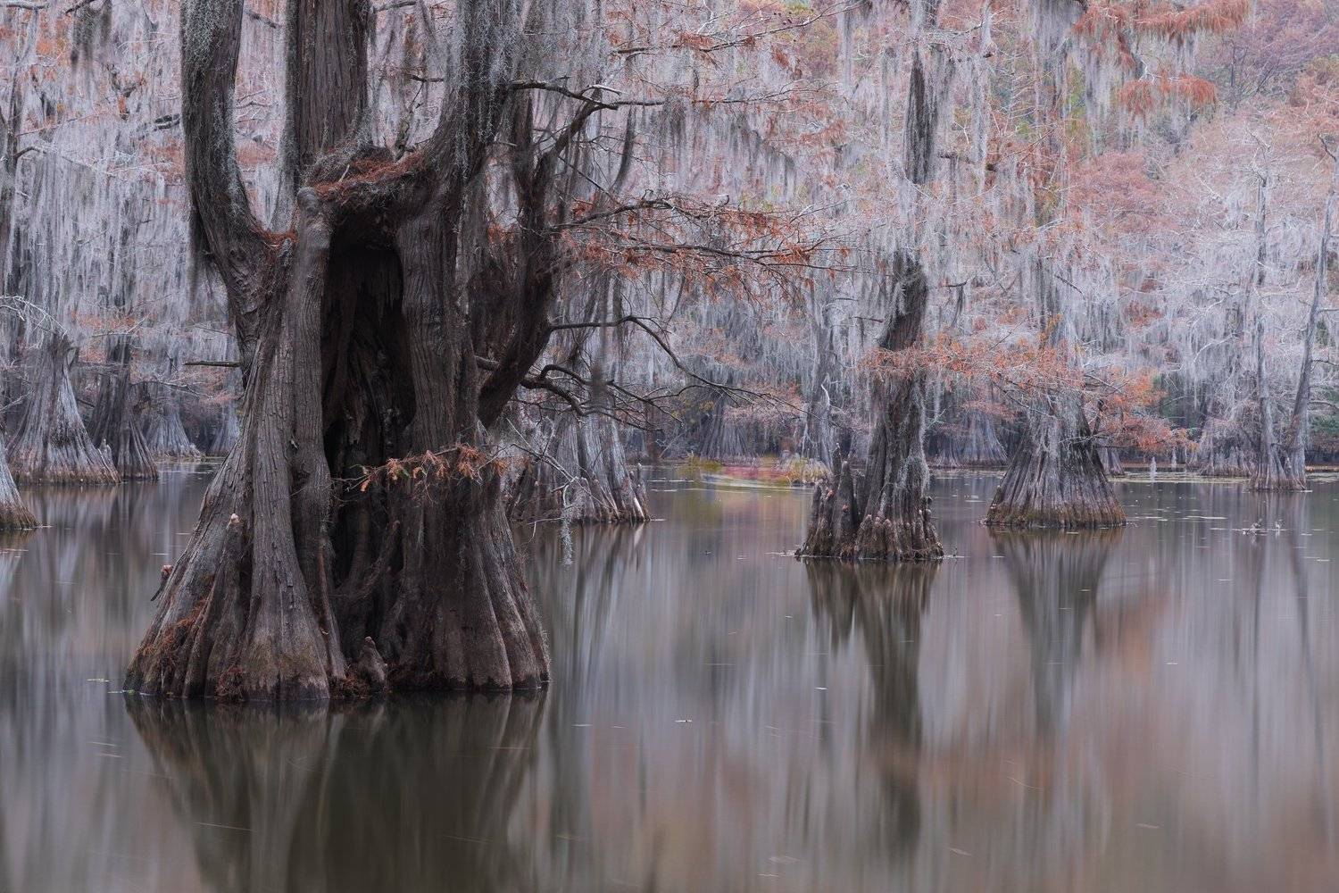 кипарис, болото, осень, Марина Маликова