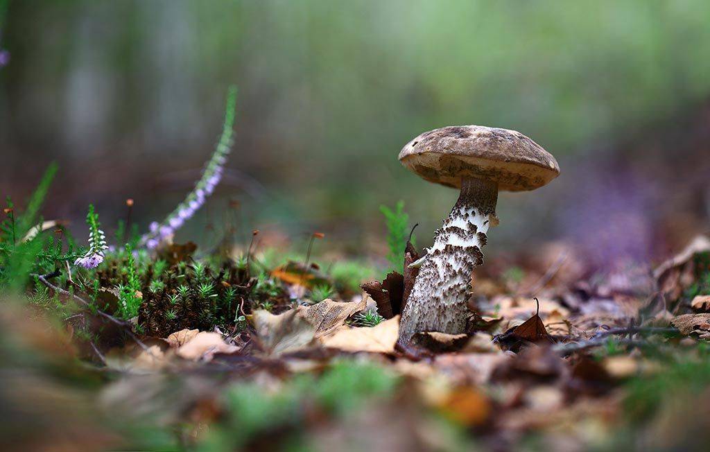 гриб,подберезовик,красавец,лес,мох,деревья,растения,натура,лето,фон,зеленый,коричневый,красиво,листва,пасмурно., Виктор Шнайдер