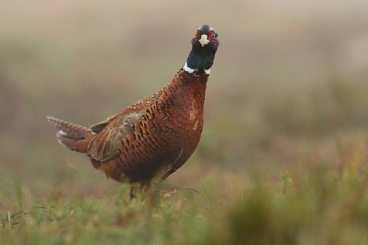 , Janina J?drzejewska-Szombara