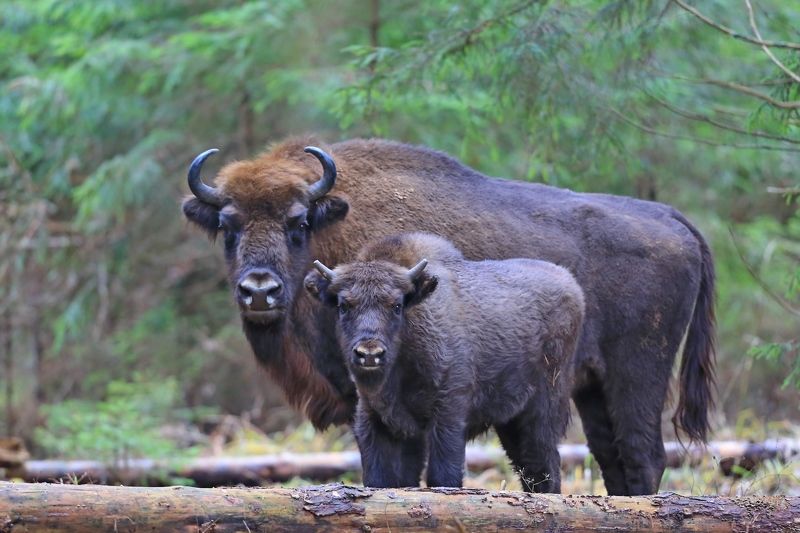 Дочки-матери. фото превью