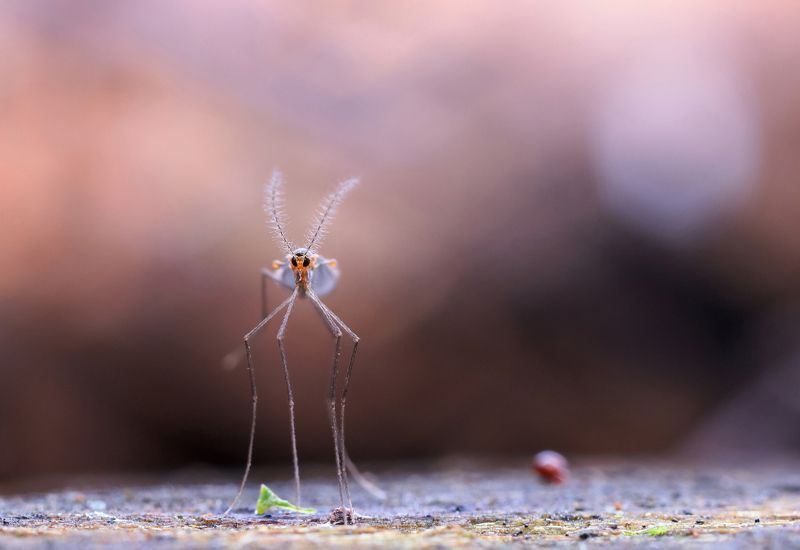 комар Венерианские сумерки фото превью