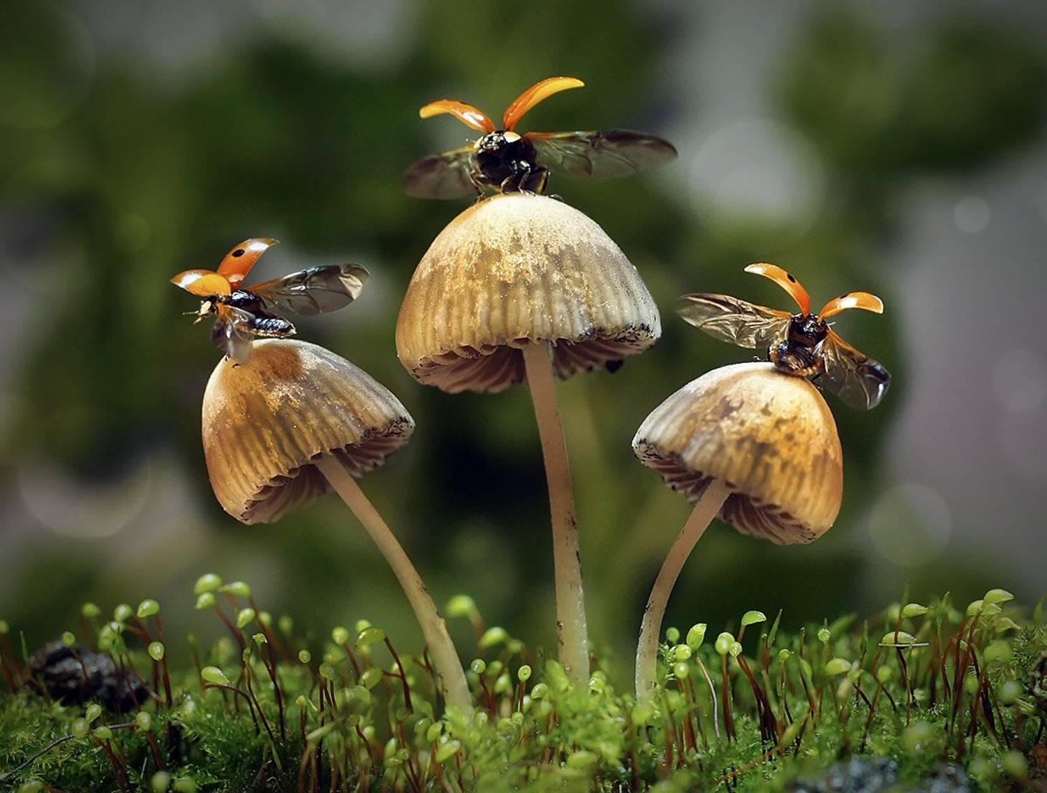 макро,божья коровка,, Гарик Соколов