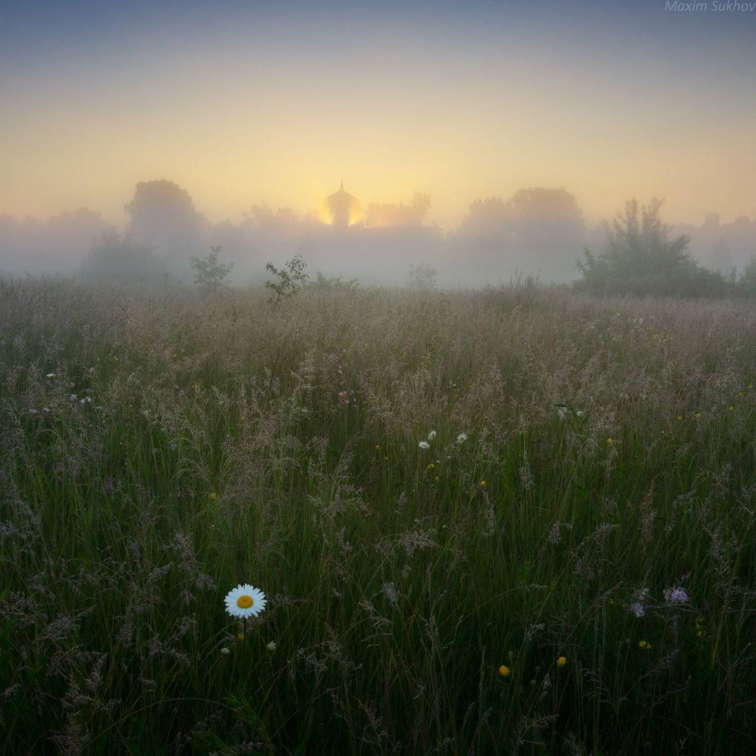 ромашки, цветы, утро, туман, солнце, храм, лучи, церковь, поле, лес, Максим Сухов