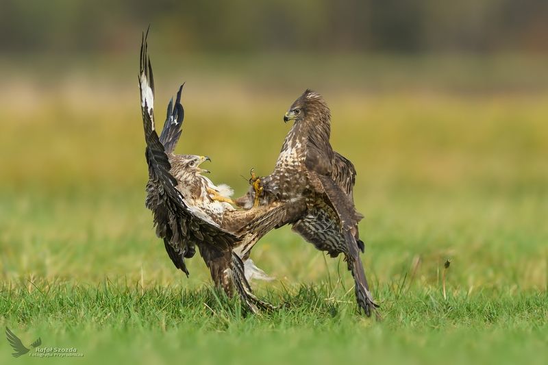 Myszołowy, Common Buzzard (Buteo buteo) ... 2017r фото превью