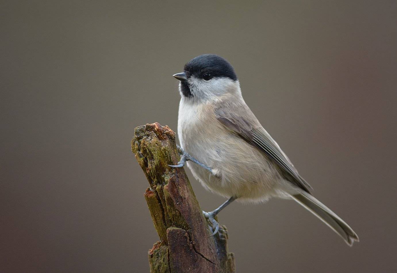 синица, Андрей Медведев