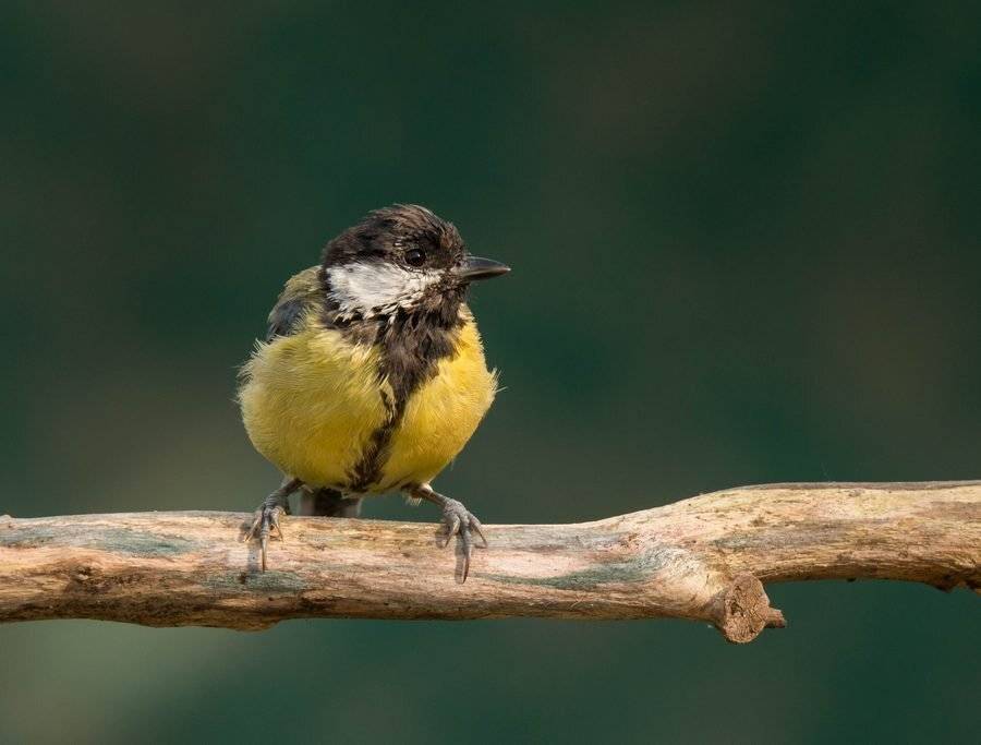 птицы, синица,, Владимир Пакалевич