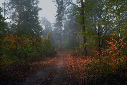 Дремлет осень золотая