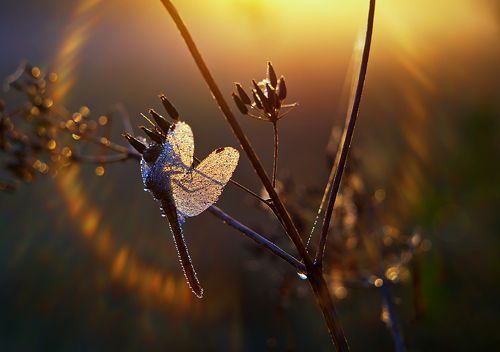 Первый солнца луч