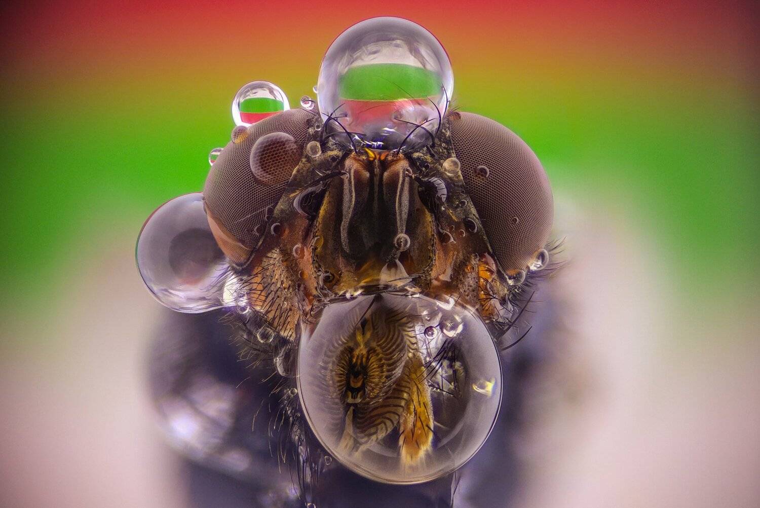 ceclii,macro,lgg4, extrememacro,  макро, Tsvetan Ganev