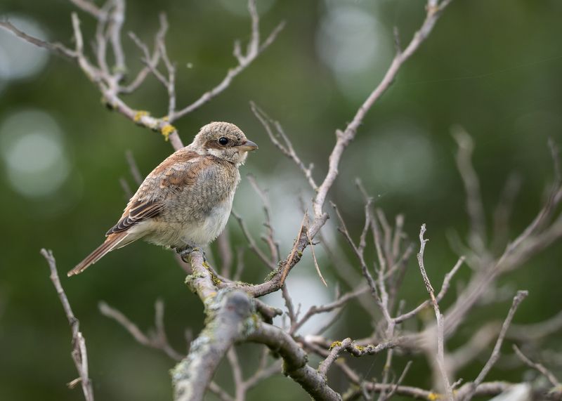 птица Сынок фото превью