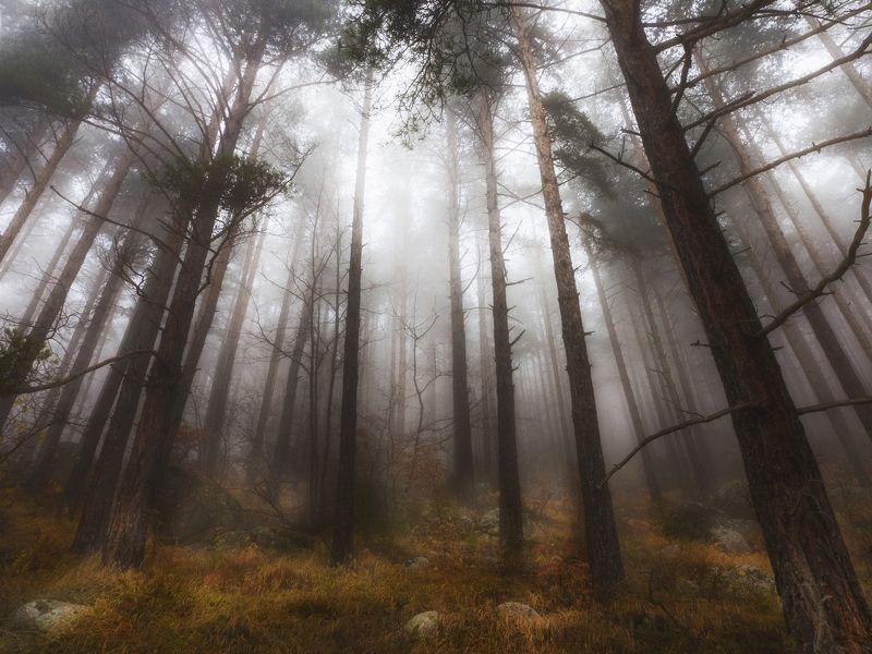 Vitosha фото превью