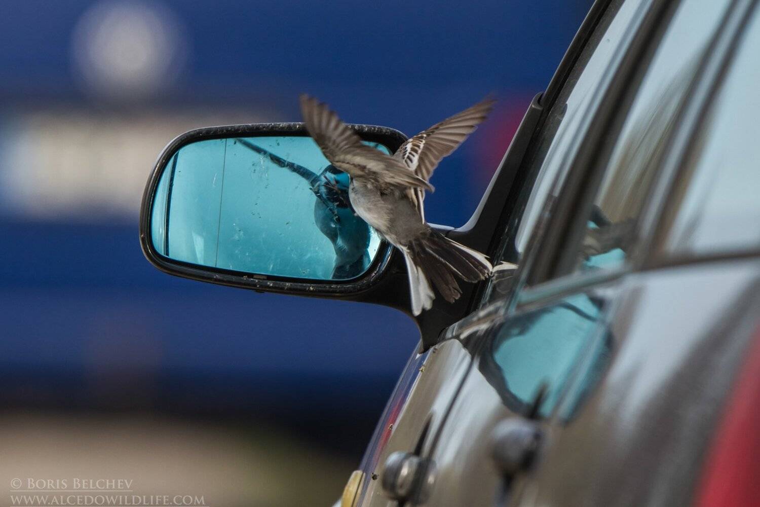 , Борис Белчев