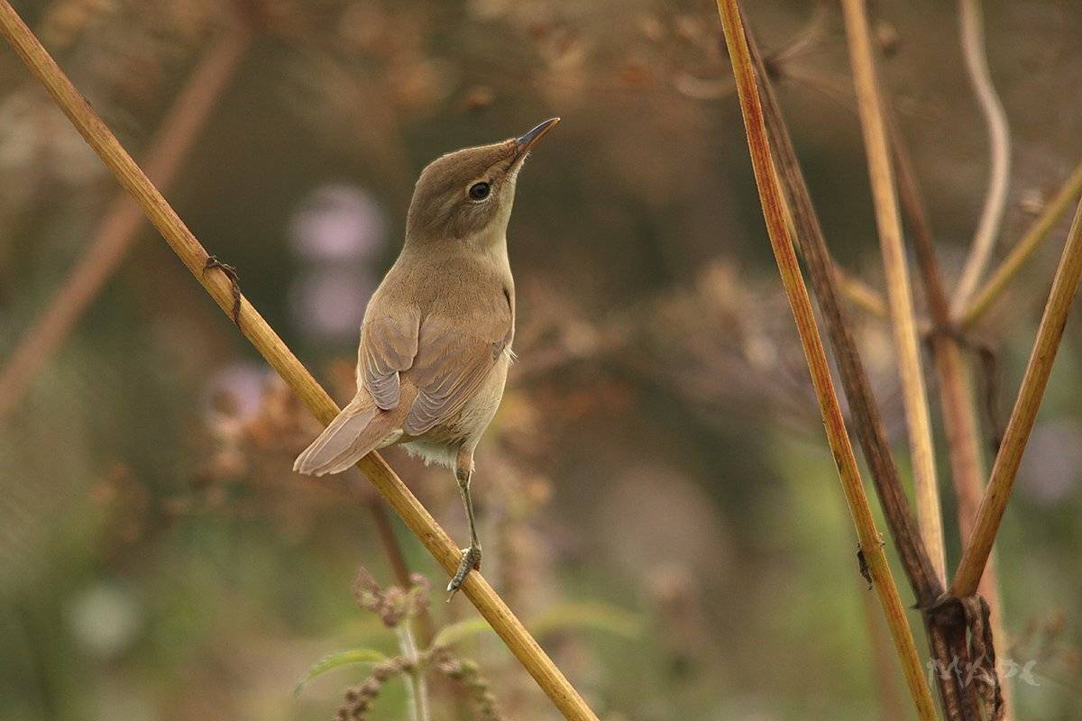лето животные птицы, Шангареев Марс
