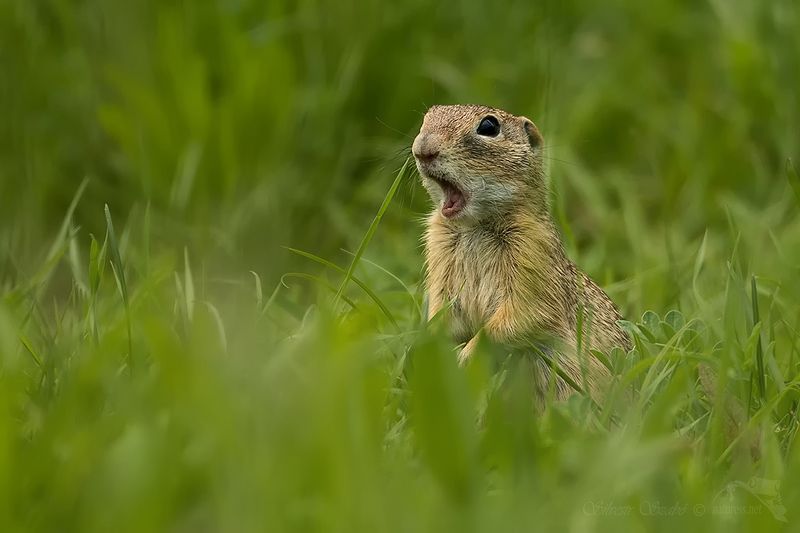 sysel фото превью