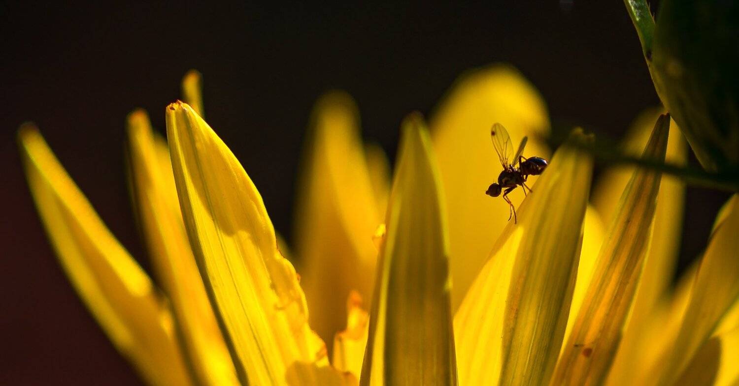 природа, макро, насекомое, мушка, цветок, гацания, желтый, черный, Неля Рачкова