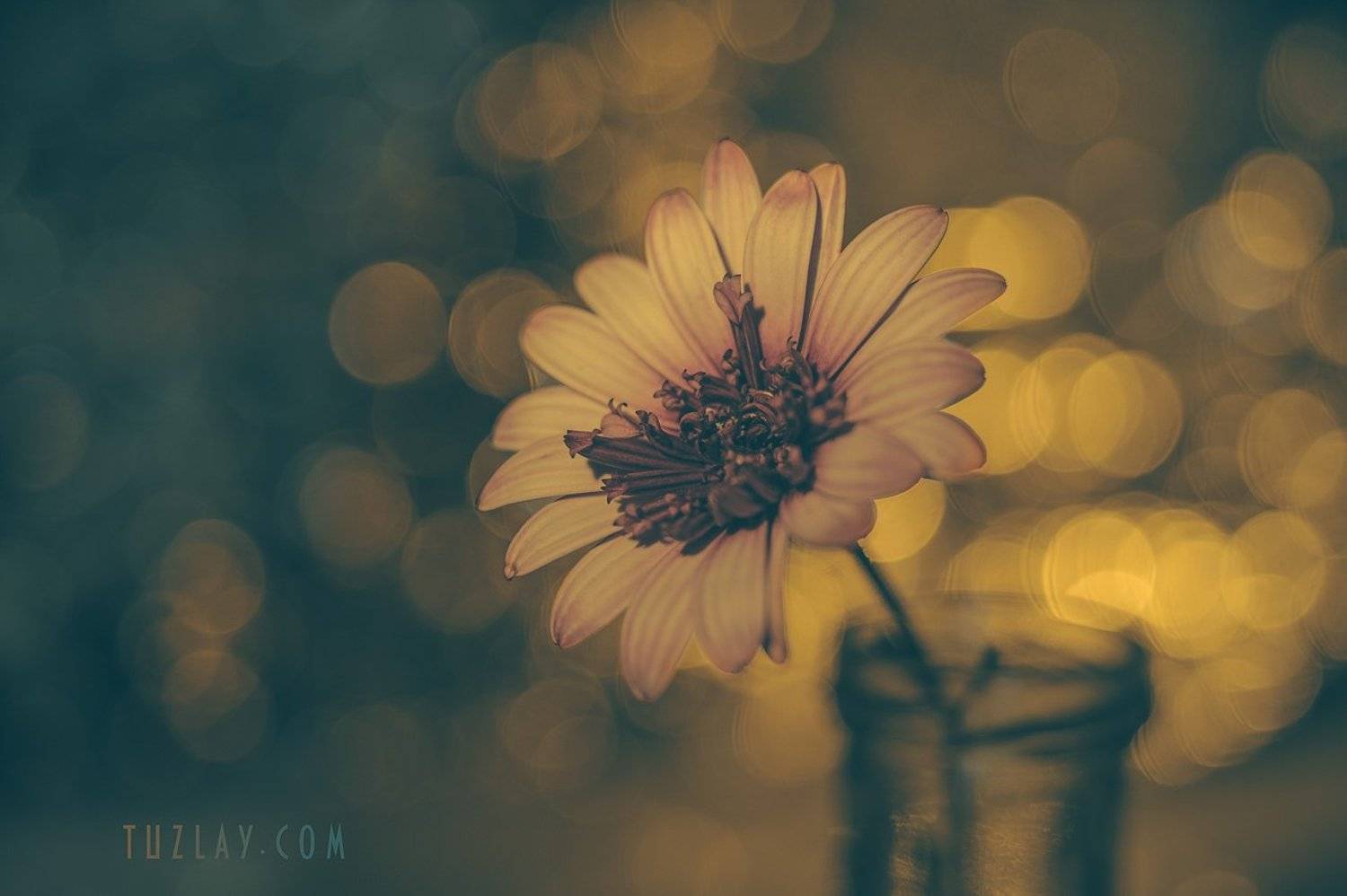 цветок, боке, Владимир Тузлай