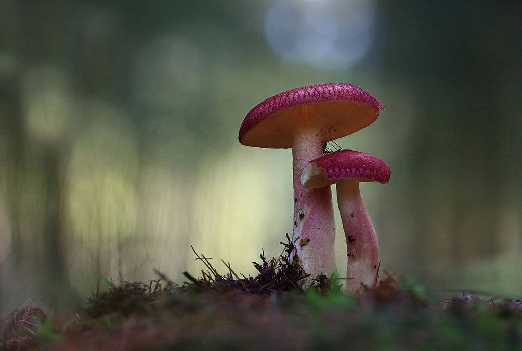 гриб,пара,осень,чаща,листья,ветки,лес,мох,деревья,растения,натура,фон,зеленый,коричневый,красиво,листва,пасмурно., Виктор Шнайдер