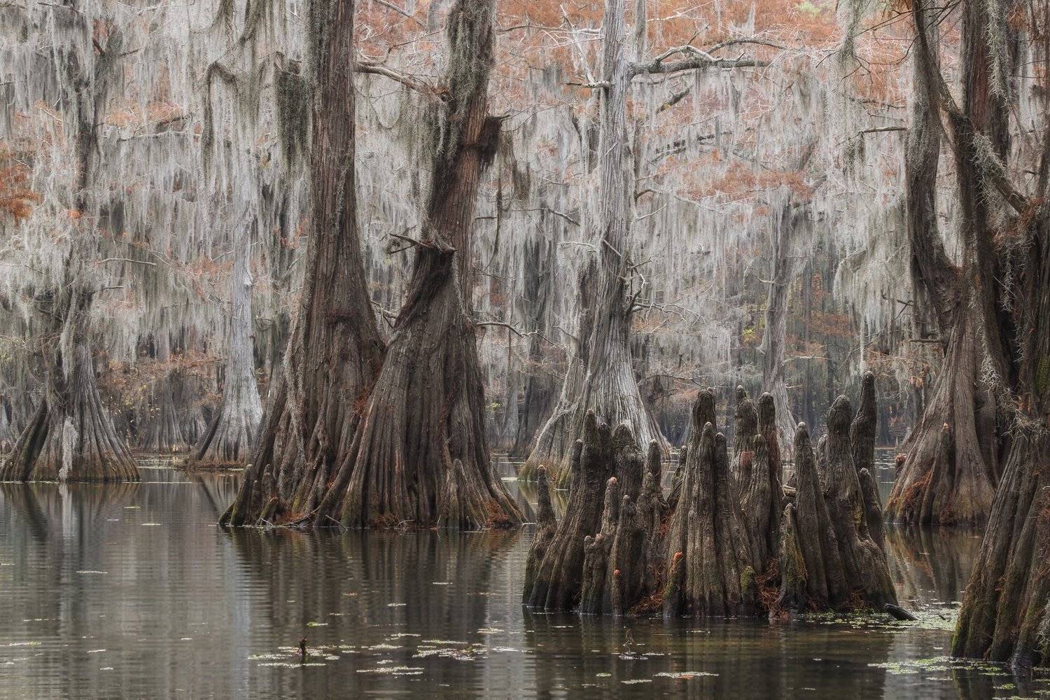 кипарис, болото, осень, Марина Маликова