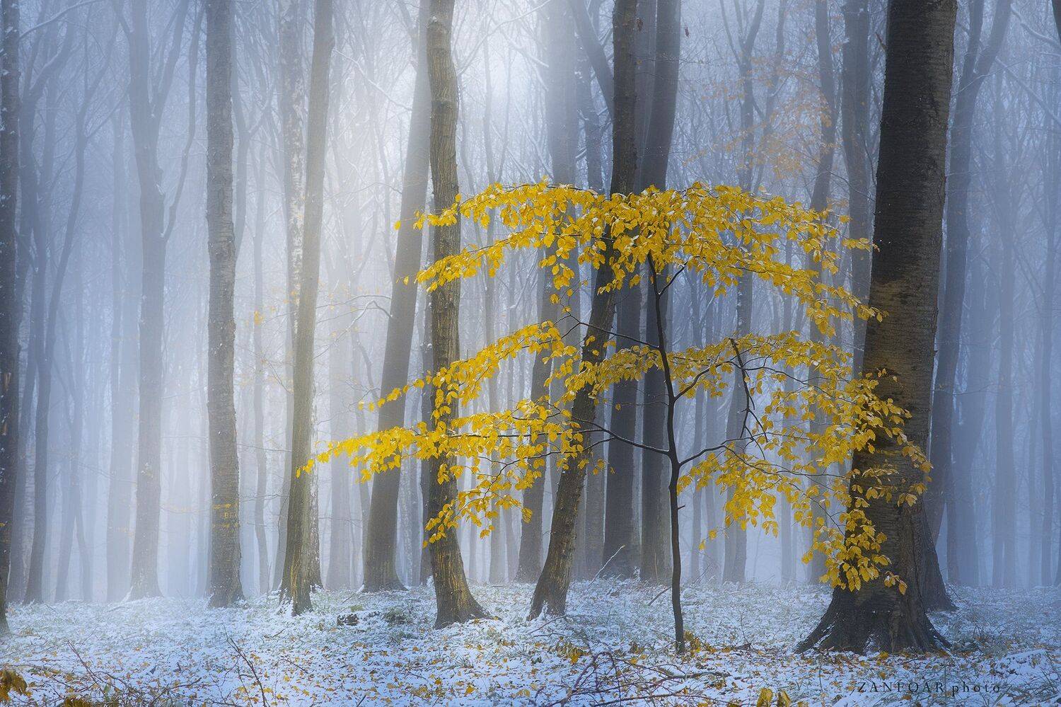 зима,белые карпаты,солитер,лес,снег,туман,zanfoar,czech republic,чехия,czech,bohemia,moravia,tree, Zanfoar