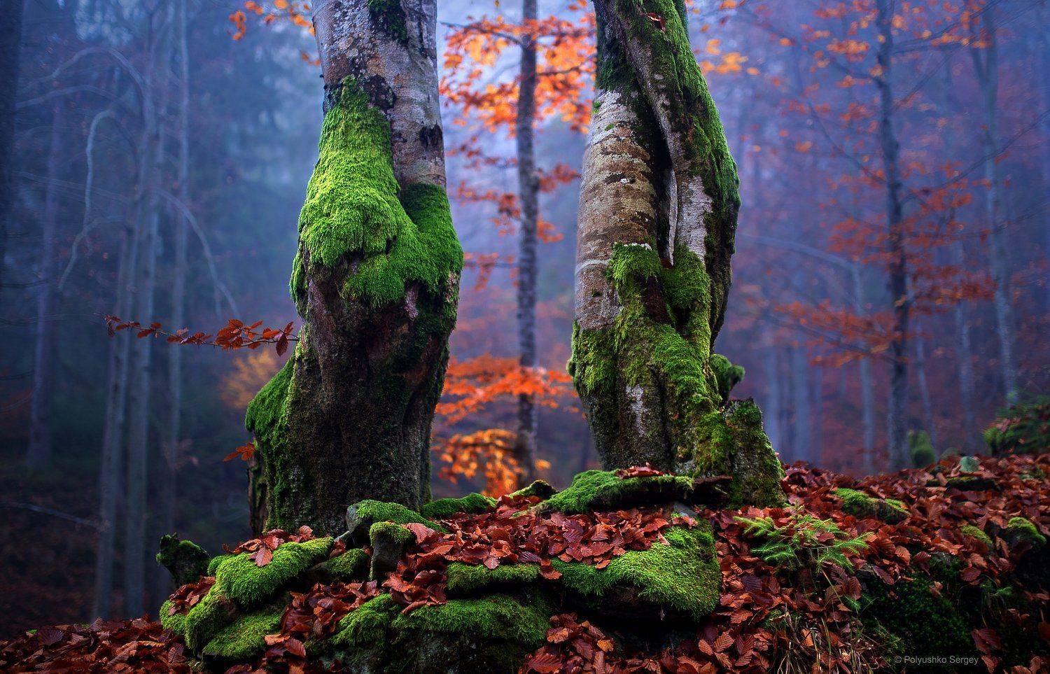 , Полюшко Сергей