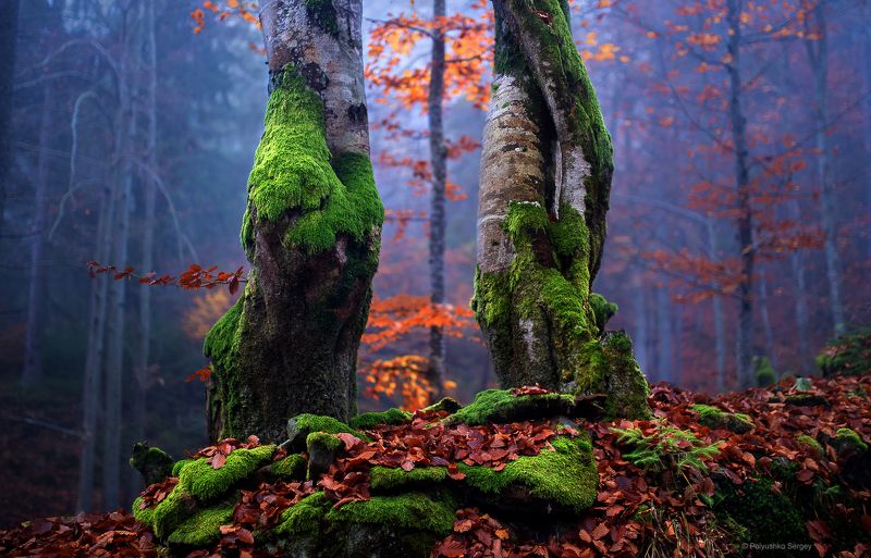 *** фото превью