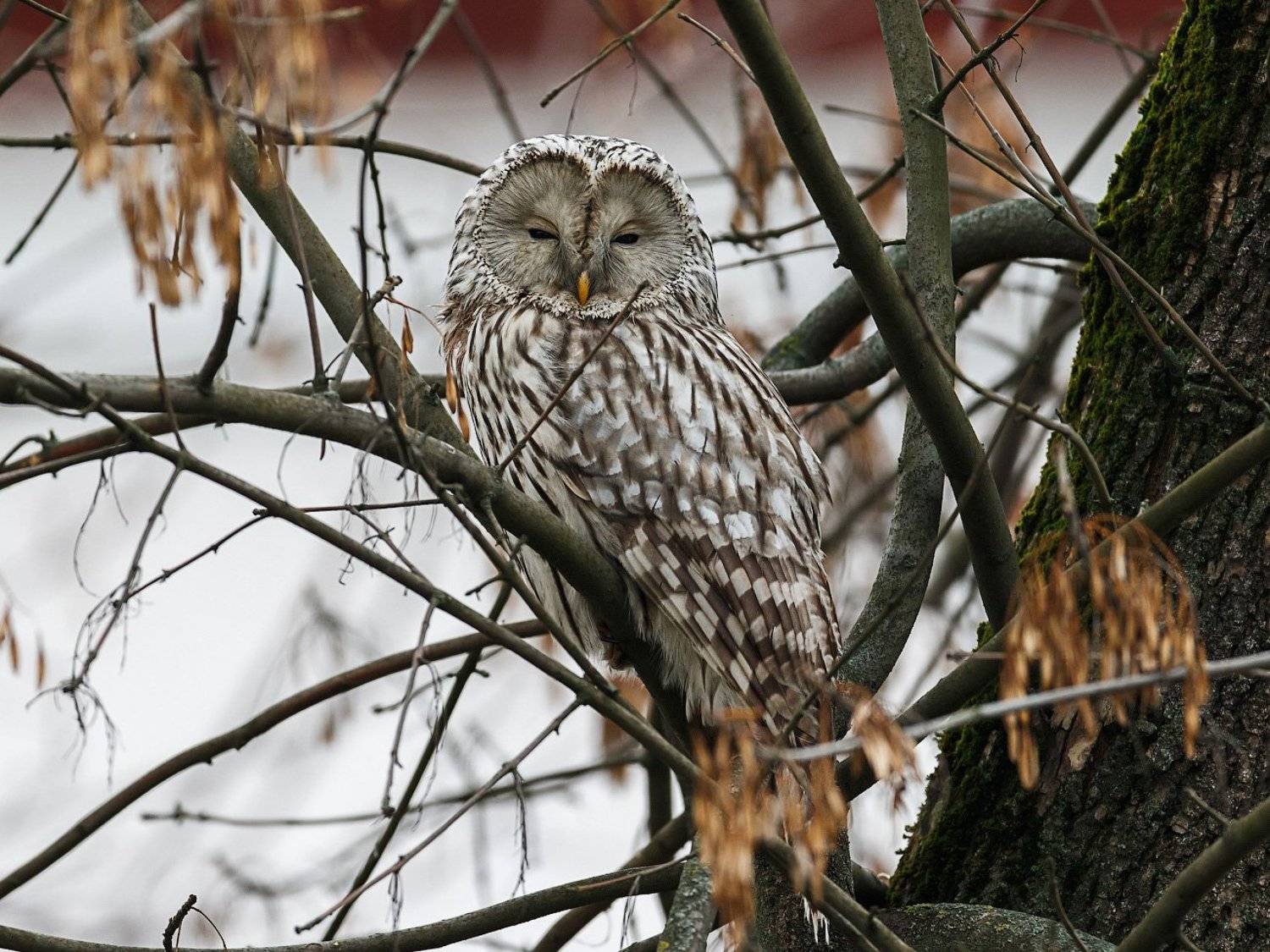 длиннохвостая неясыть, уральская неясыть, strix uralensis, Pavel Lychkousky