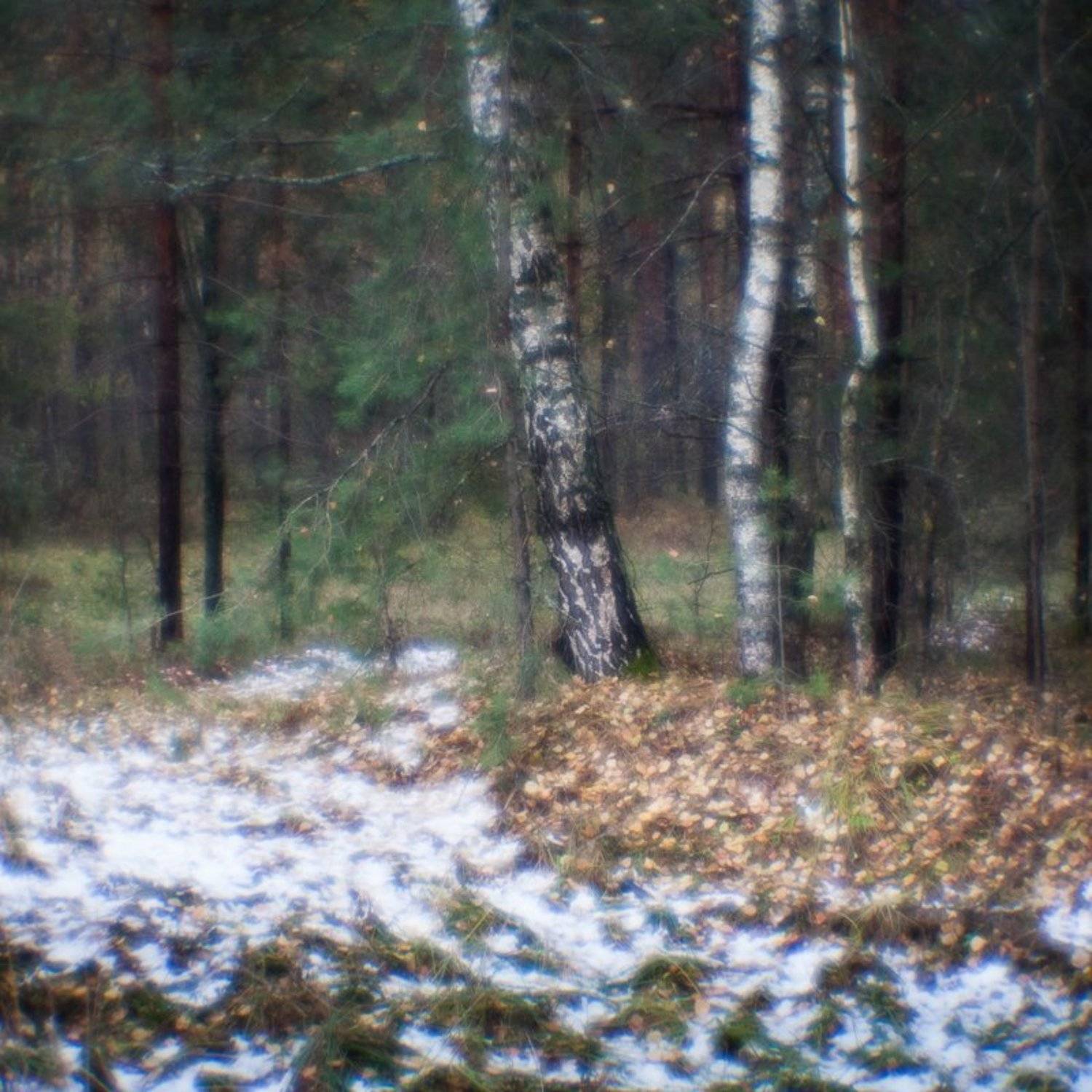 фото, монокль, природа, лес, березы, пикториализм, monolens, Шарапов Сергей