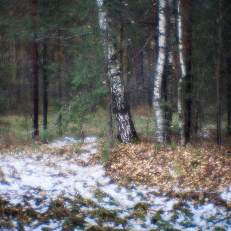 фото, монокль, природа, лес, березы, пикториализм, monolens Первый снег фото превью