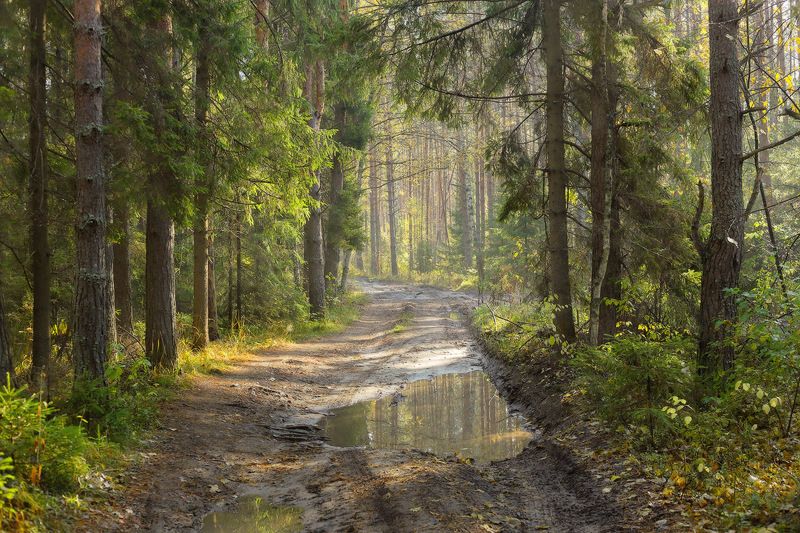 лес утро осень Утро в лесу фото превью